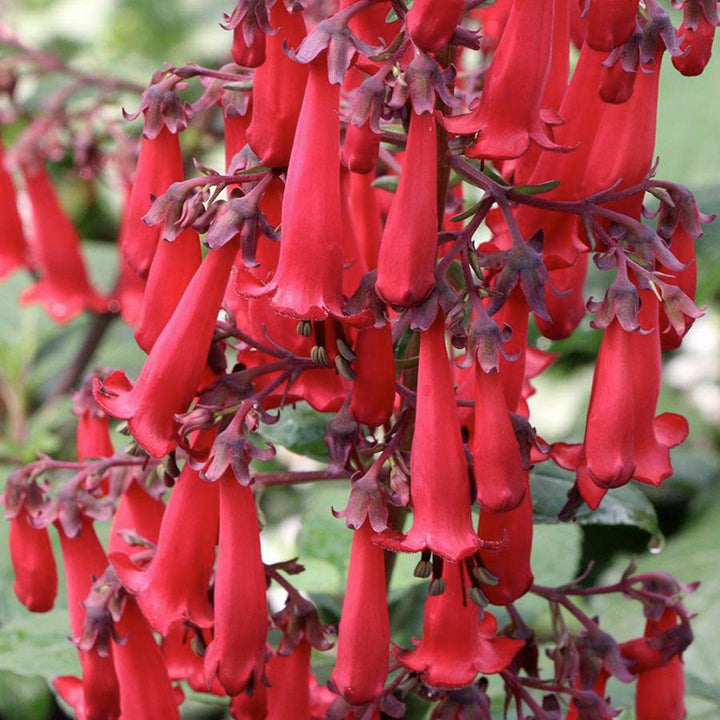 Monrovia 'Colorburst Deep Red' Cape Fuchsia (Phygelius), 1 Gallon perennial