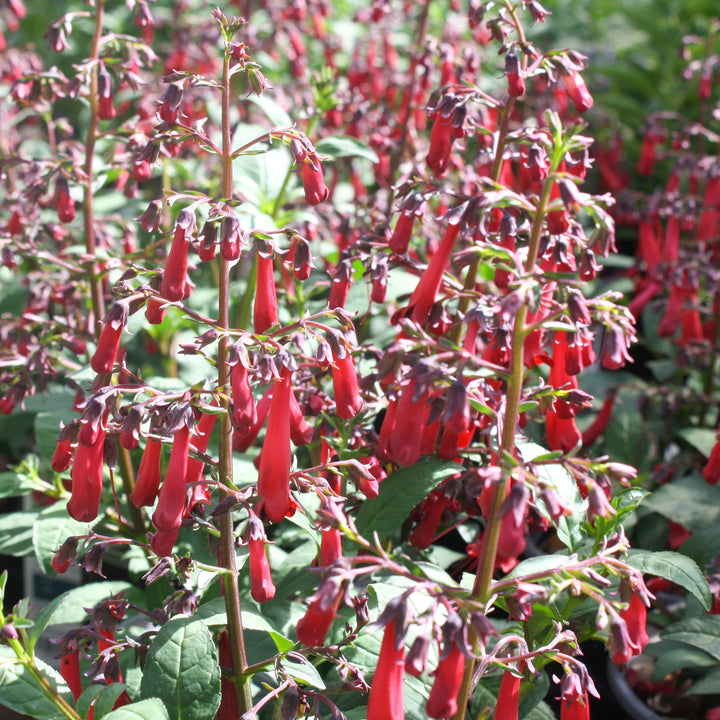 Monrovia 'Colorburst Deep Red' Cape Fuchsia (Phygelius), 1 Gallon perennial