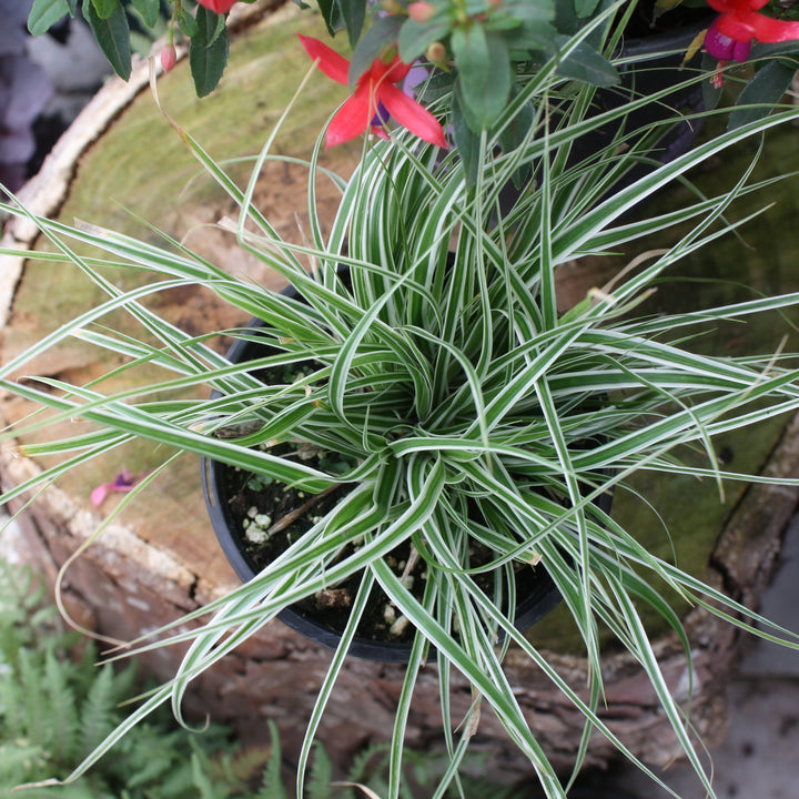 Al's Garden & Home 'Evercolor Everest' Sedge Grass (Carex oshimensis), 5 Inch perennial