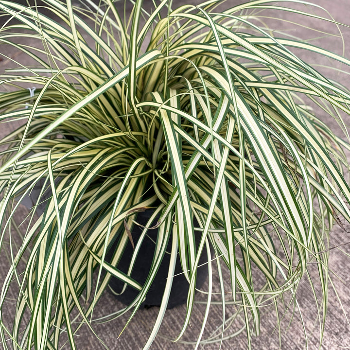 Al's Garden & Home 'Evergold' Sedge Grass (Carex oshimensis), 1 Quart perennial