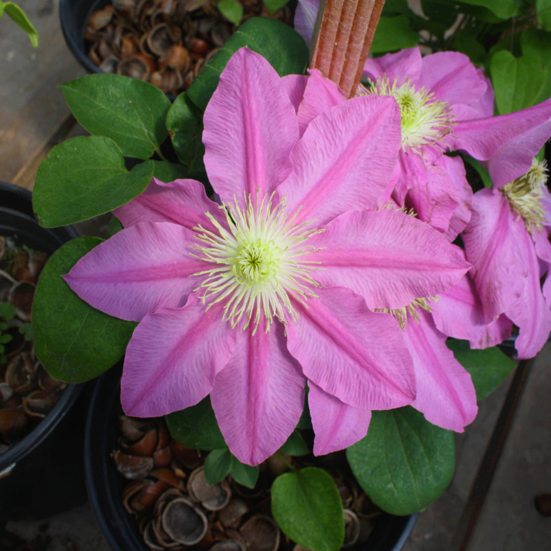 Al's Garden & Home 'Abilene' Deciduous Clematis (Clematis), 1 Gallon vine