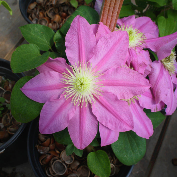Al's Garden & Home 'Abilene' Deciduous Clematis (Clematis), 1 Gallon vine