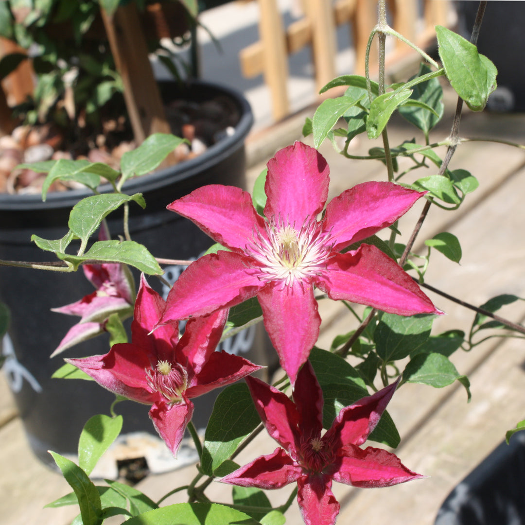 Al's Garden & Home 'Tekla' Deciduous Clematis (Clematis), 1 Gallon vine