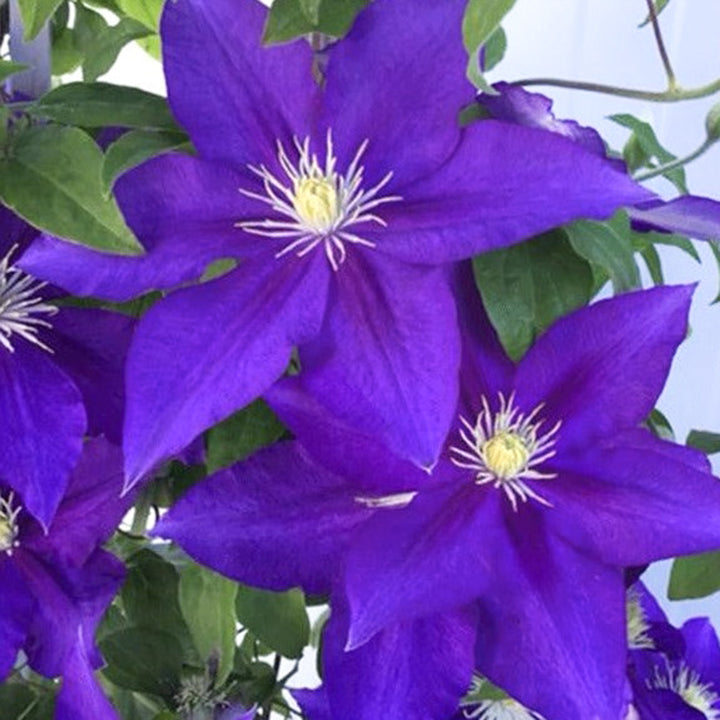 Al's Garden & Home 'The Duchess of Cornwall' Deciduous Clematis (Clematis), 1 Gallon vine