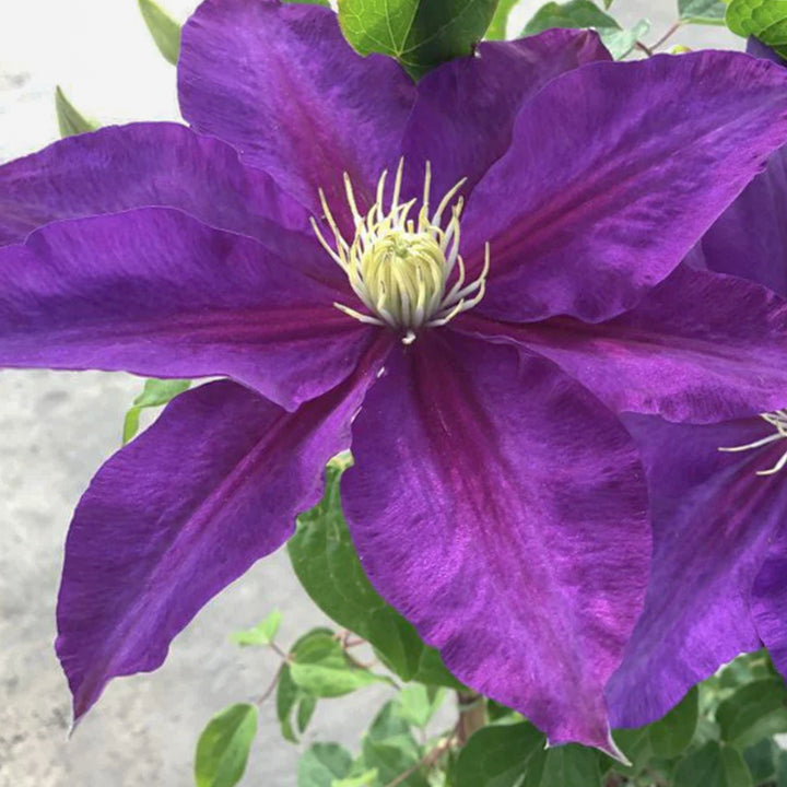 Al's Garden & Home 'The Duchess of Cornwall' Deciduous Clematis (Clematis), 1 Gallon vine