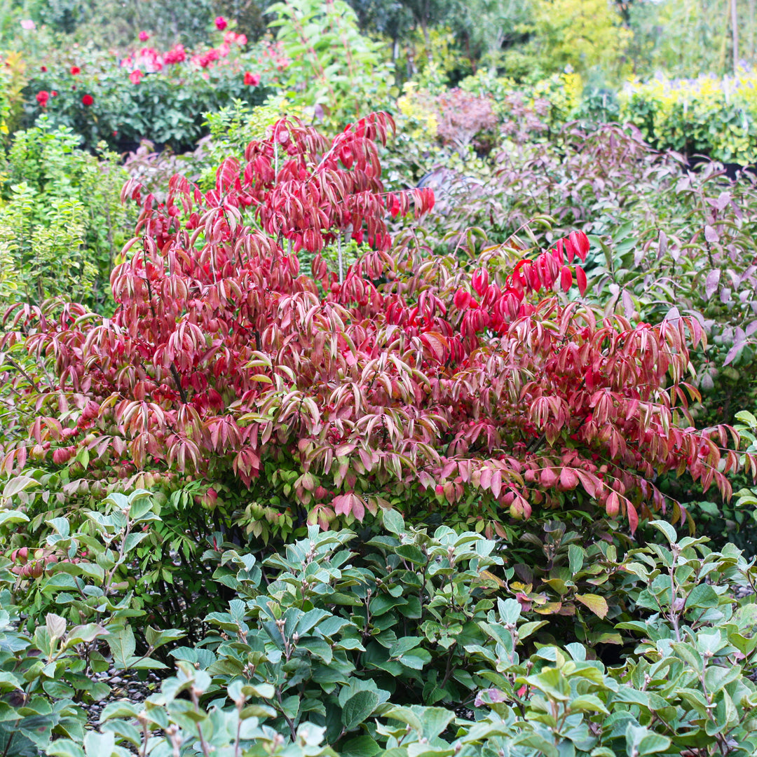 Al's Garden & Home 'Compactus (Burning Bush)' Euonymus, 1 Gallon shrub
