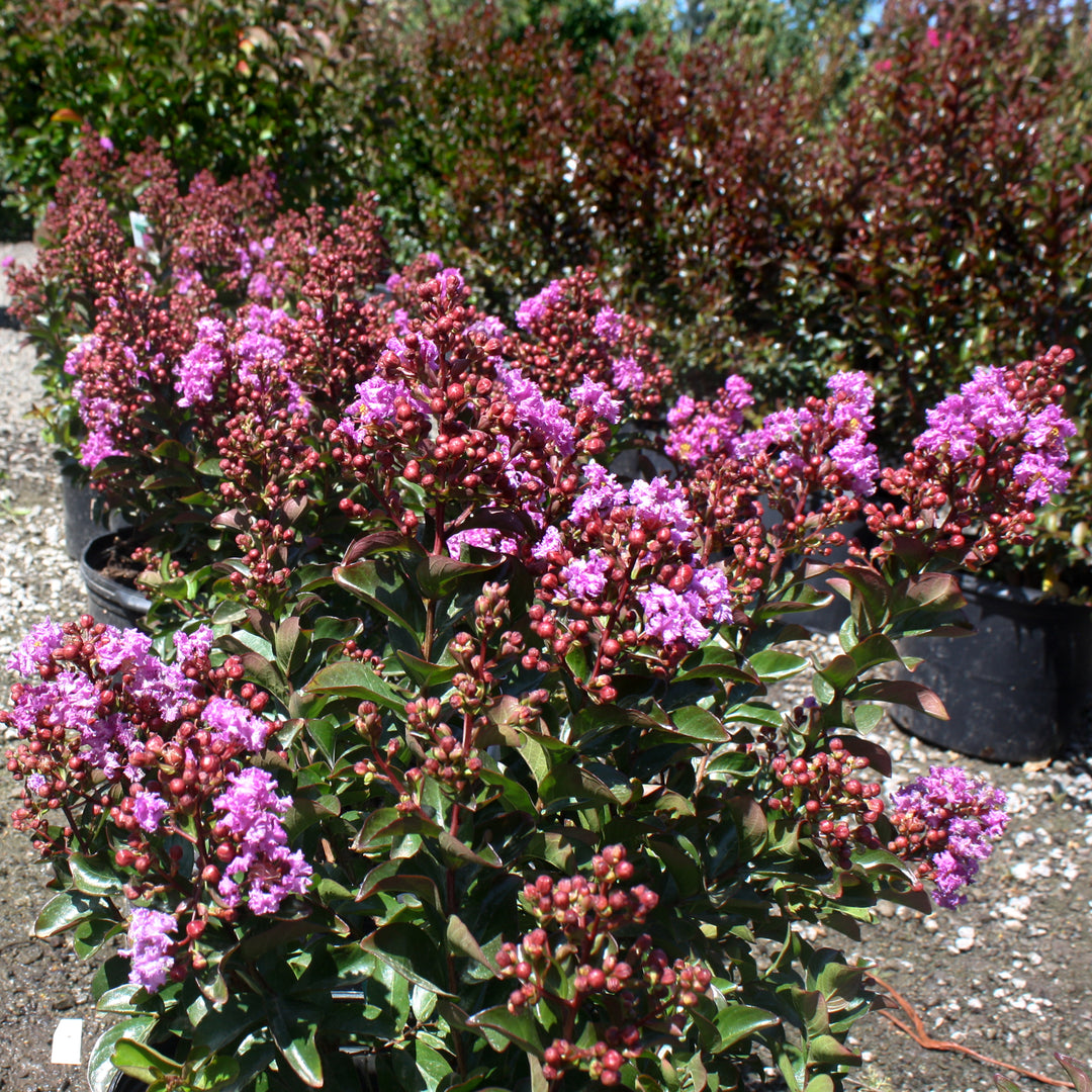 Al's Garden & Home 'First Editions Purple Magic' Crape Myrtle (Lagerstroemia), 1 Gallon shrub