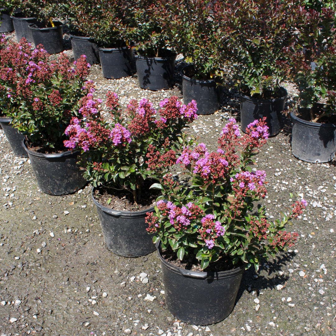 Al's Garden & Home 'First Editions Purple Magic' Crape Myrtle (Lagerstroemia), 1 Gallon shrub