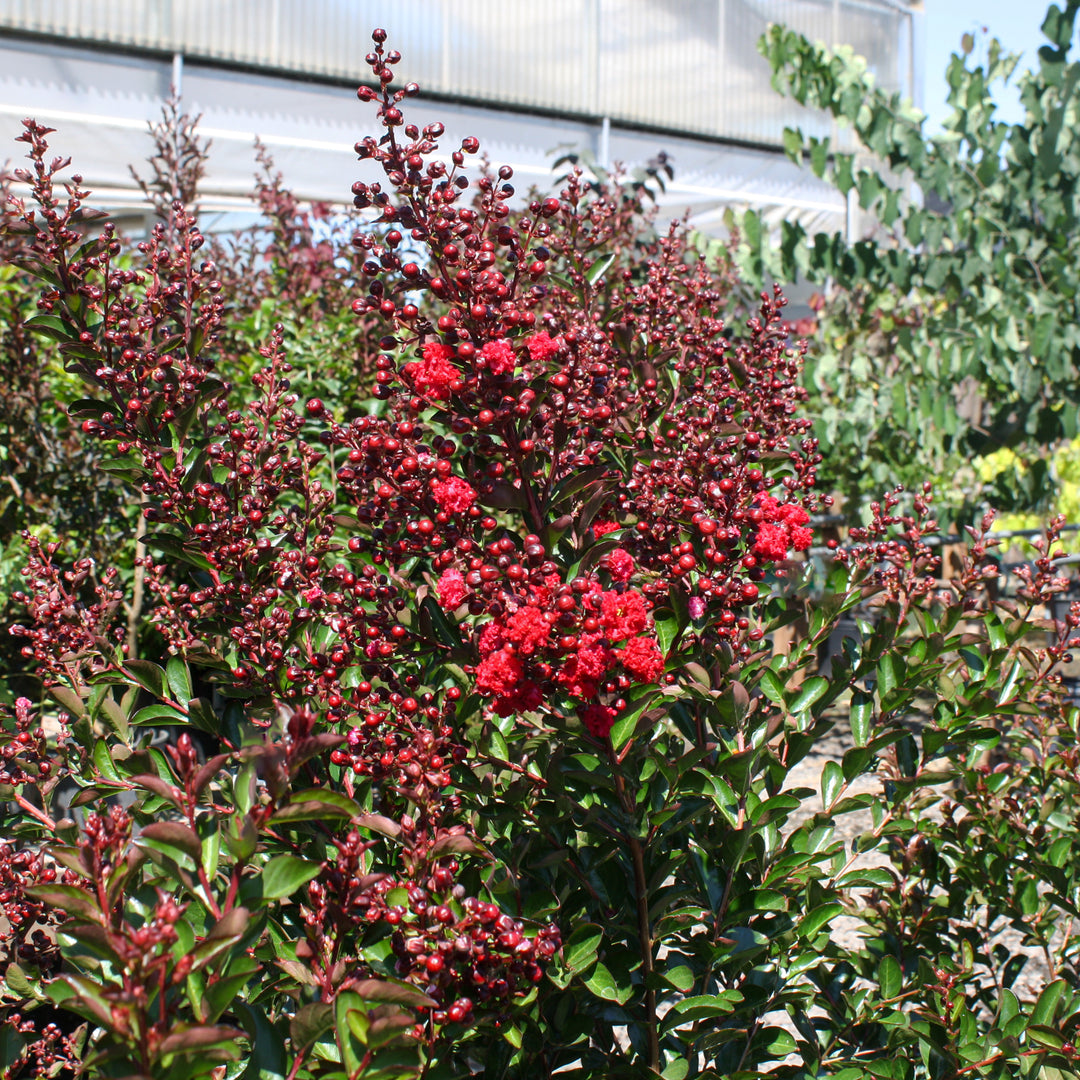 Al's Garden & Home 'First Editions Ruffled Red Magic' Crape Myrtle (Lagerstroemia), 1 Gallon shrub
