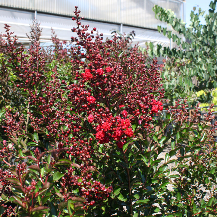 Al's Garden & Home 'First Editions Ruffled Red Magic' Crape Myrtle (Lagerstroemia), 1 Gallon shrub