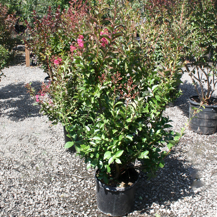 Al's Garden & Home 'Tonto' Crape Myrtle (Lagerstroemia), 1 Gallon shrub