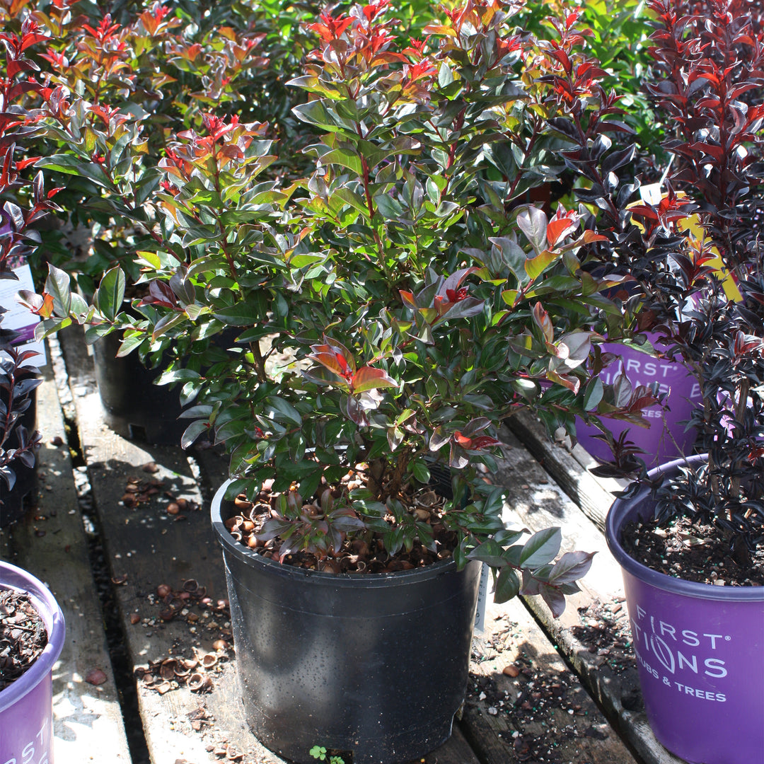 Al's Garden & Home 'First Editions Plum Magic' Crape Myrtle (Lagerstroemia), 1 Gallon shrub