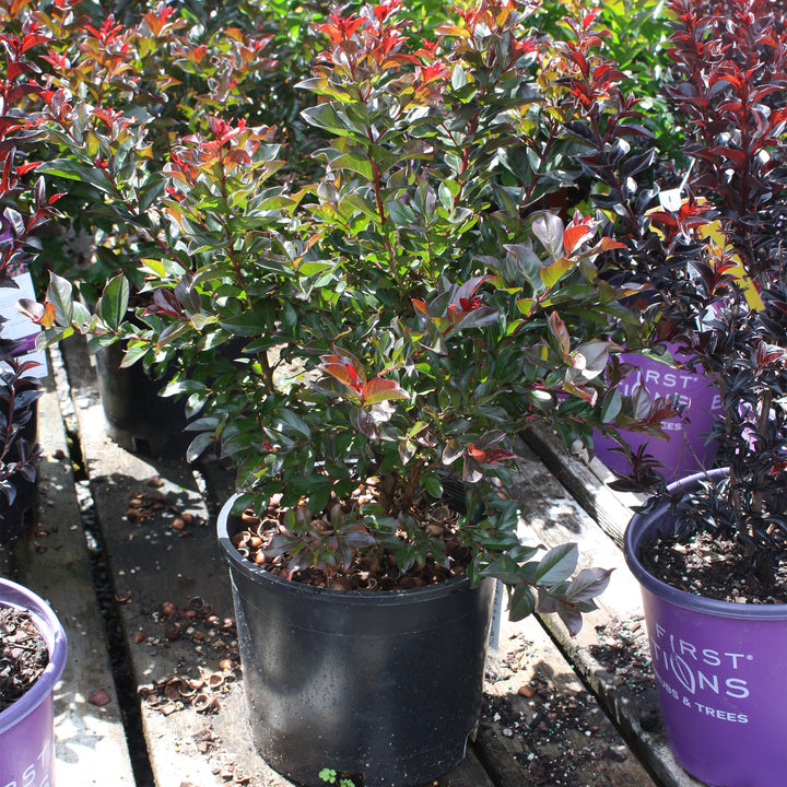 Al's Garden & Home 'First Editions Plum Magic' Crape Myrtle (Lagerstroemia), 1 Gallon shrub