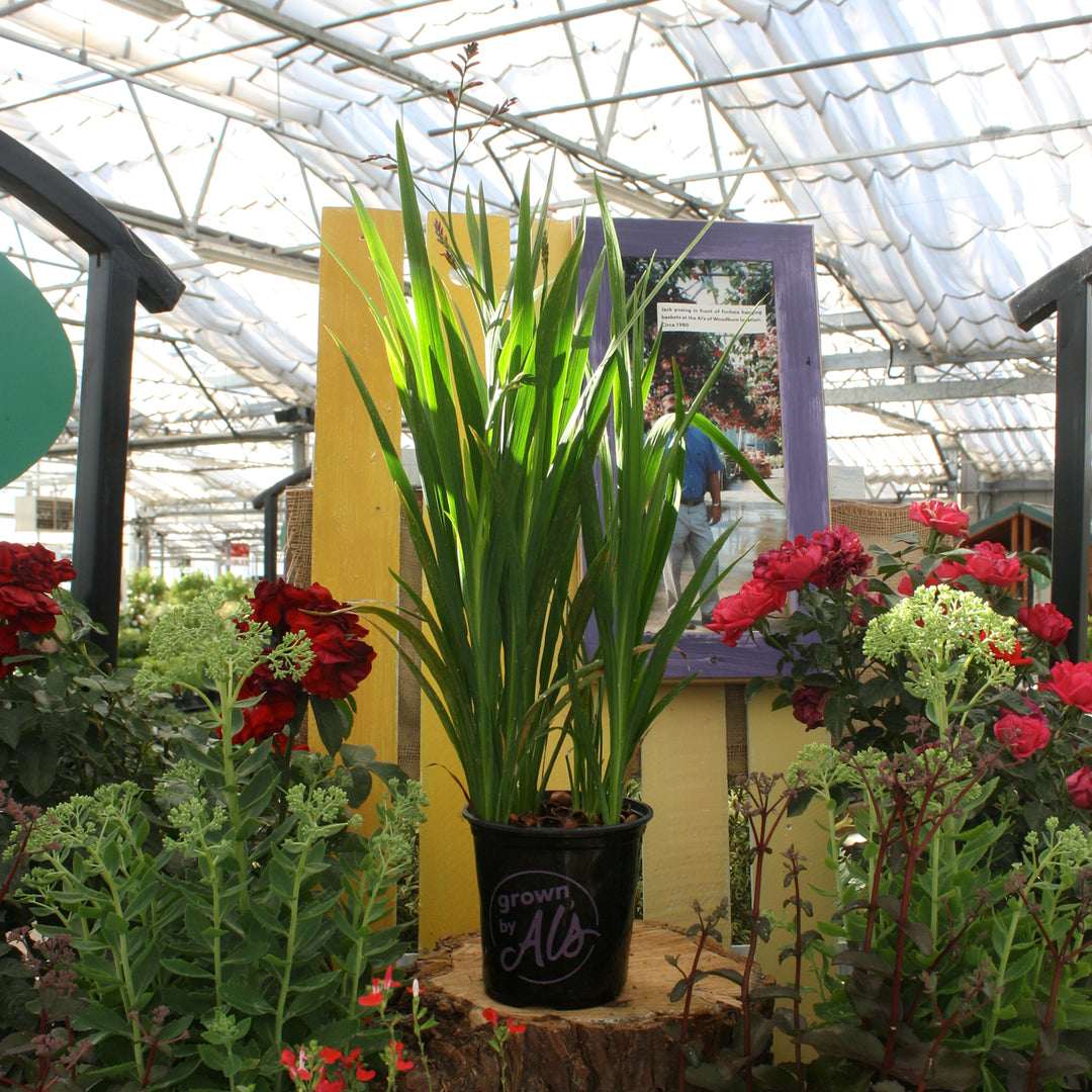 Al's Garden & Home 'Vera Cruz' Crocosmia, 1 Gallon perennial