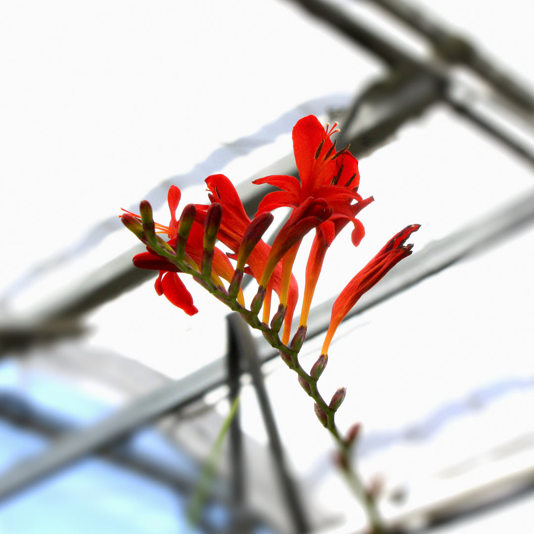 Al's Garden & Home 'Lucifer' Crocosmia, 1 Gallon perennial