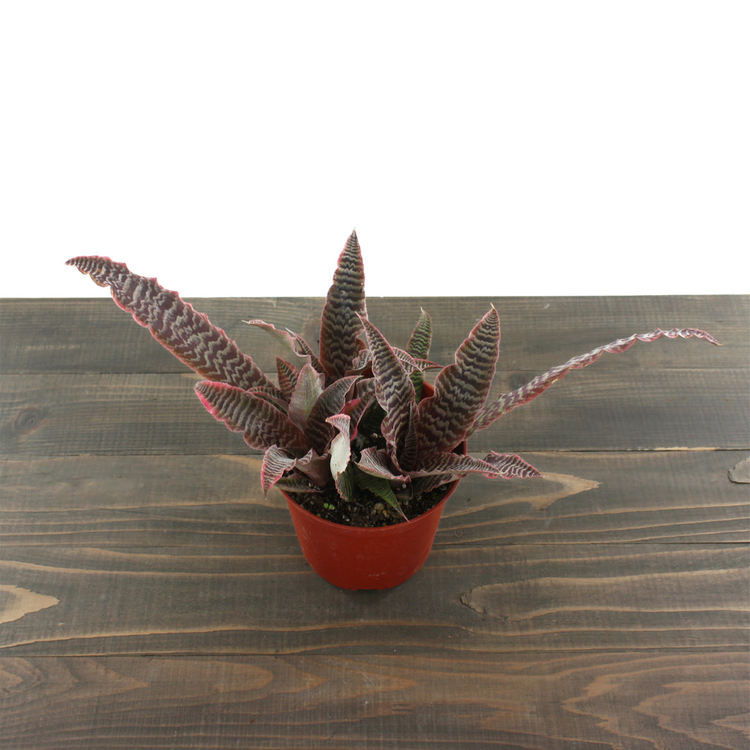 Cryptanthus - ‘Elaine’ Earth Star