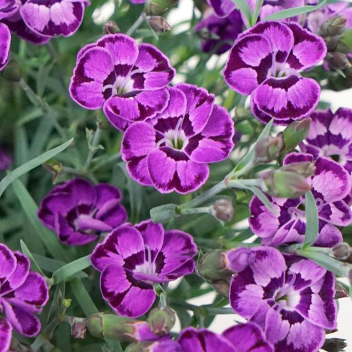 Al's Garden & Home 'Everlast Violet Blue Carnation' Carnation (Dianthus caryophyllus), 1 Gallon