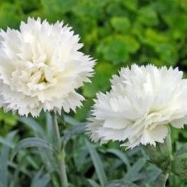 Carnation