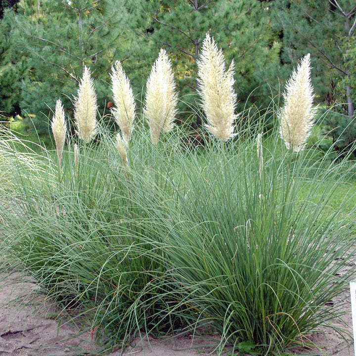 Pampas Grass