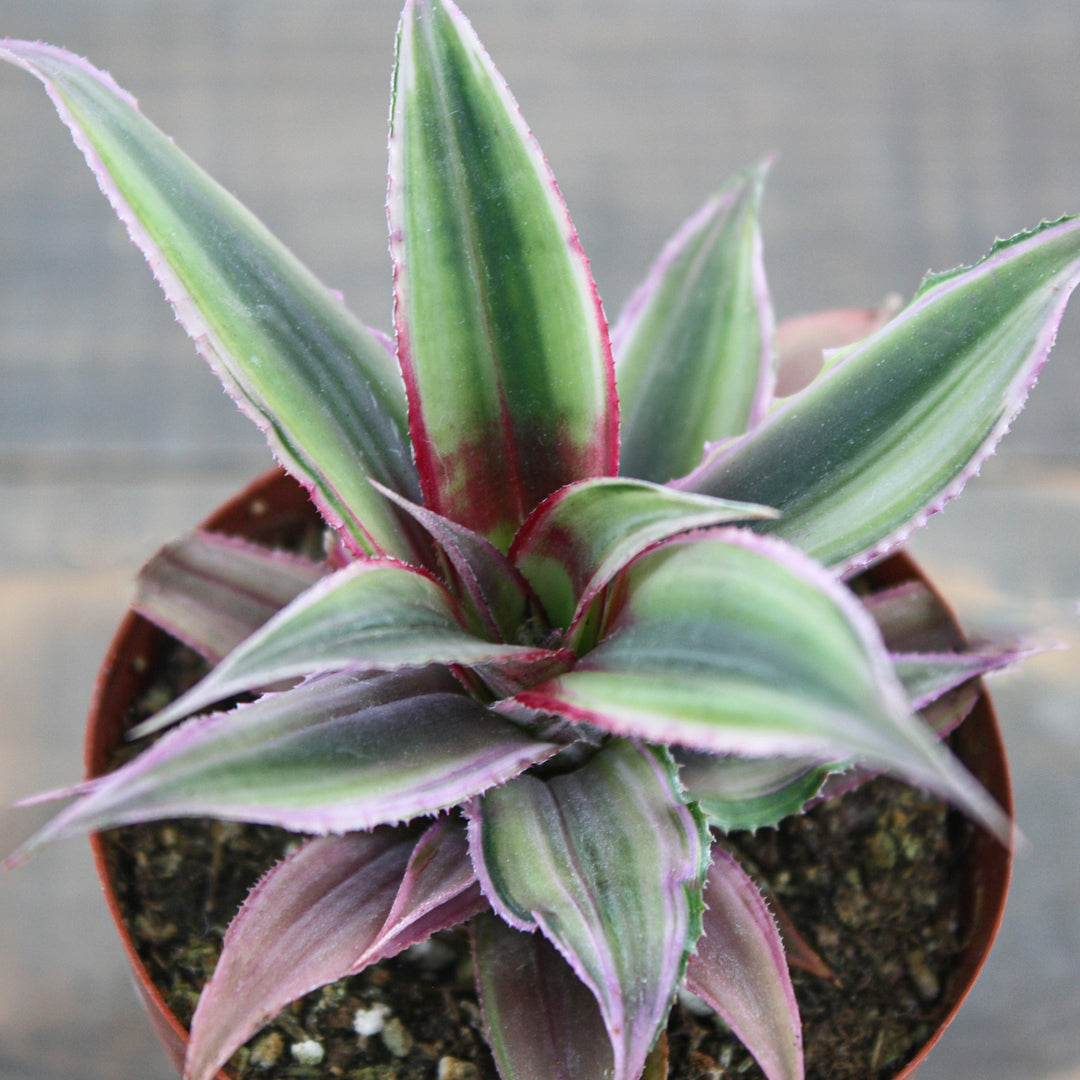 Earth Star Cryptanthus - ‘Ruby Star‘