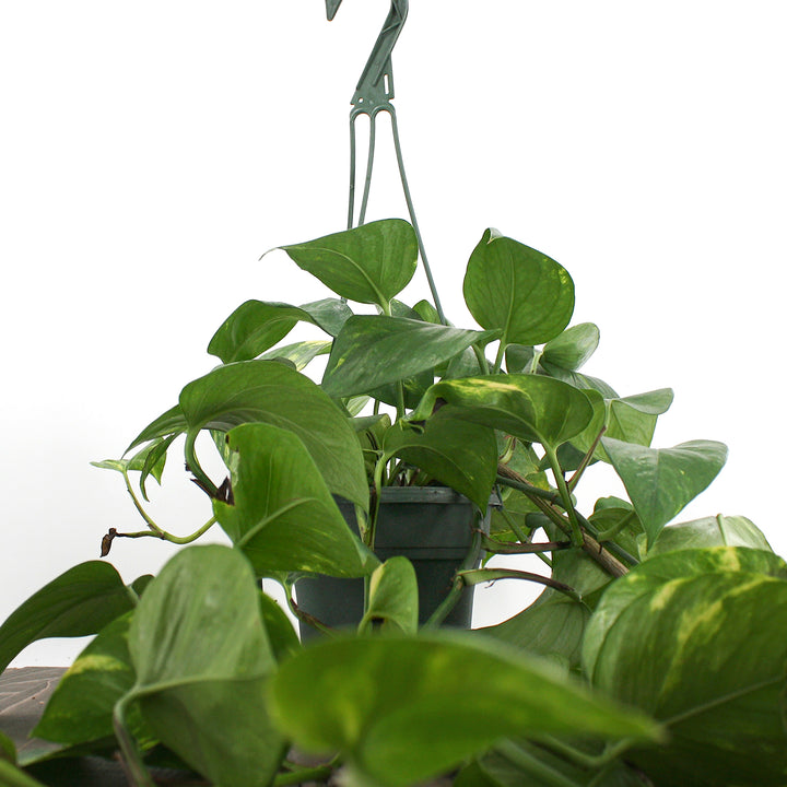 Al's Garden & Home 'Epipremnum Golden' Pothos (Epipremnum aureum), 4 Inch houseplant