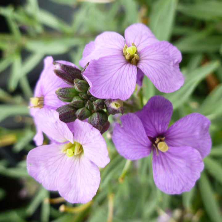Al's Garden & Home 'Bowles Me Away' Wallflower (Erysimum), 1 Gallon perennial