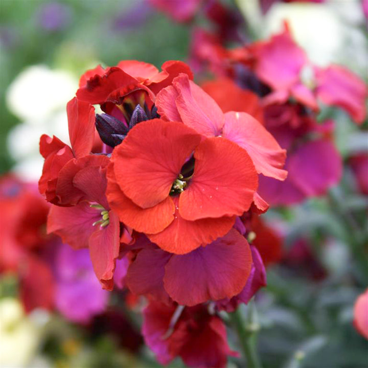 Al's Garden & Home 'Winter Passion' Wallflower (Erysimum), 1 Gallon perennial
