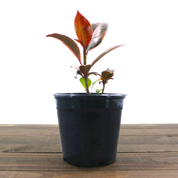 Al's Garden & Home 'Ruby' Rubber Plant (Ficus elastica), 8 Inch houseplant