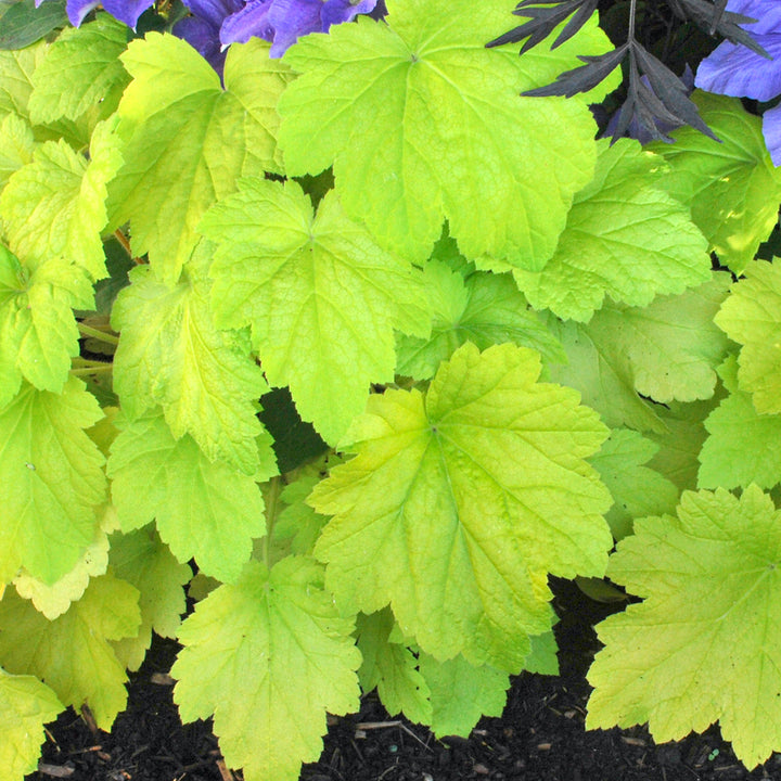 Al's Garden & Home 'Electric Lime' Coral Bells (Heuchera), 1 Gallon perennial