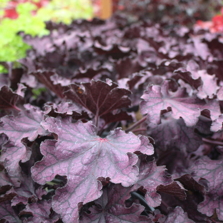 Al's Garden & Home 'Forever Purple' Coral Bells (Heuchera), 1 Gallon perennial