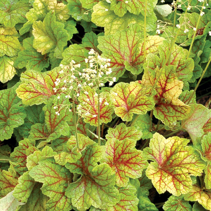 HEUCHERA ELECTRA
