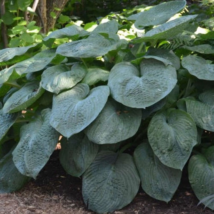 Hosta