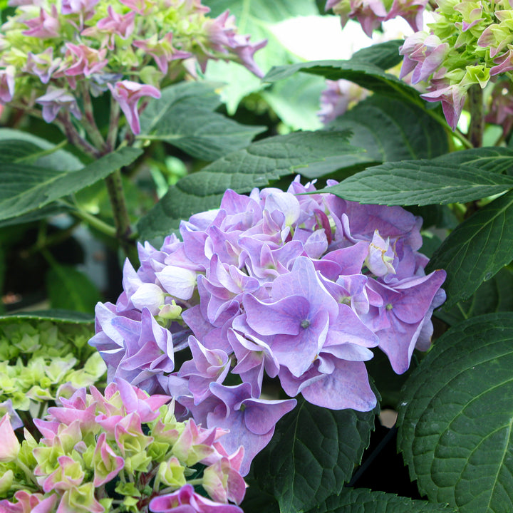 Al's Garden & Home 'Let's Dance Rhythmic Blue' Mophead Hydrangea (Hydrangea macrophylla), 3 Gallon shrub