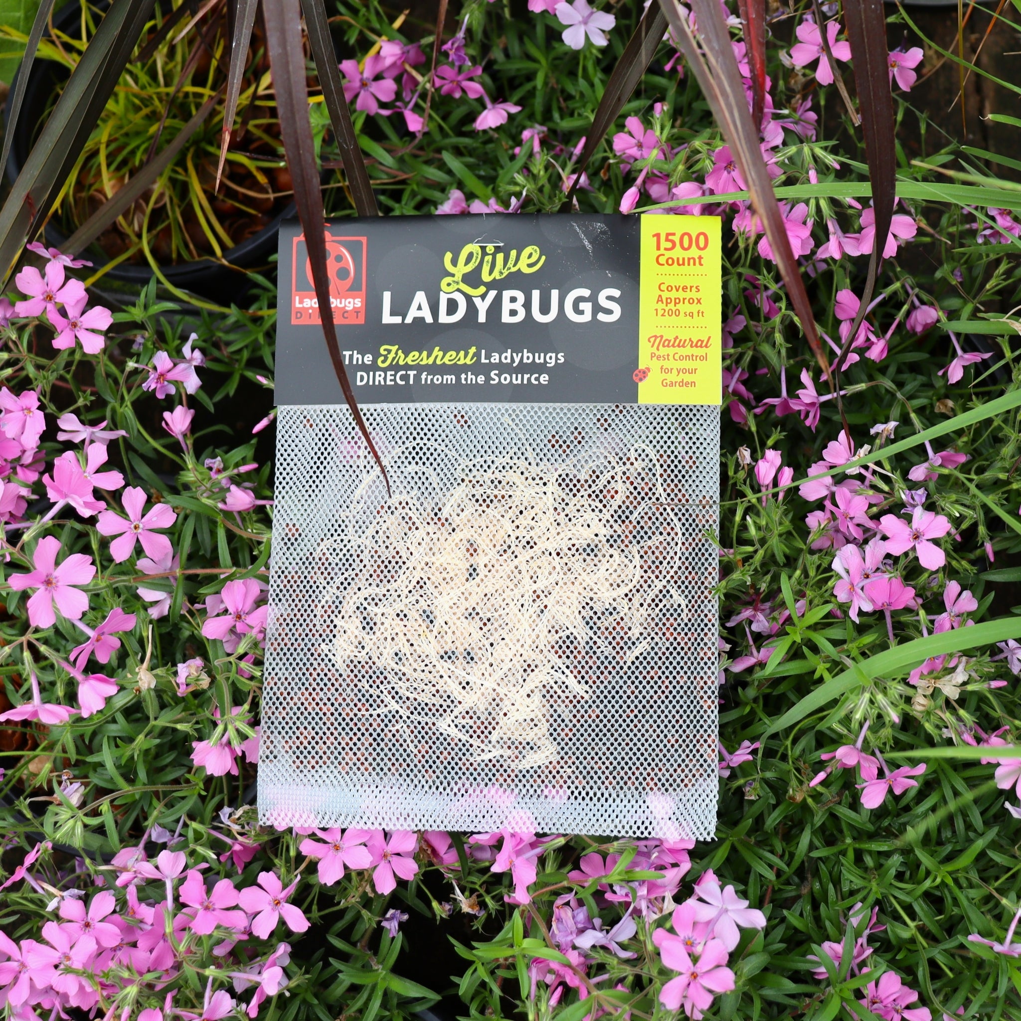 Ladybugs – Al's Garden & Home