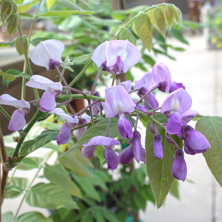 Al's Garden & Home 'Iko Yama Fuji' Silky Wisteria (Wisteria brachybotrys), 3 Gallon
