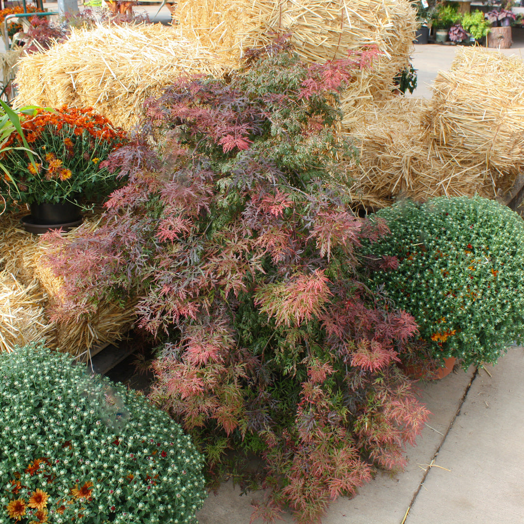 Al's Garden & Home 'Orangeola' Laceleaf Japanese Maple (Acer palmatum dissectum), 7 Gallon tree