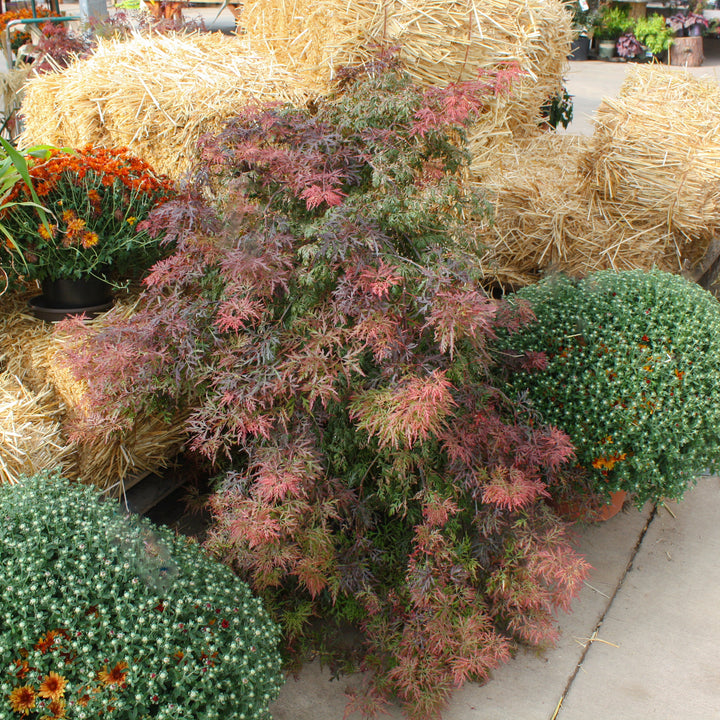 Al's Garden & Home 'Orangeola' Laceleaf Japanese Maple (Acer palmatum dissectum), 7 Gallon tree