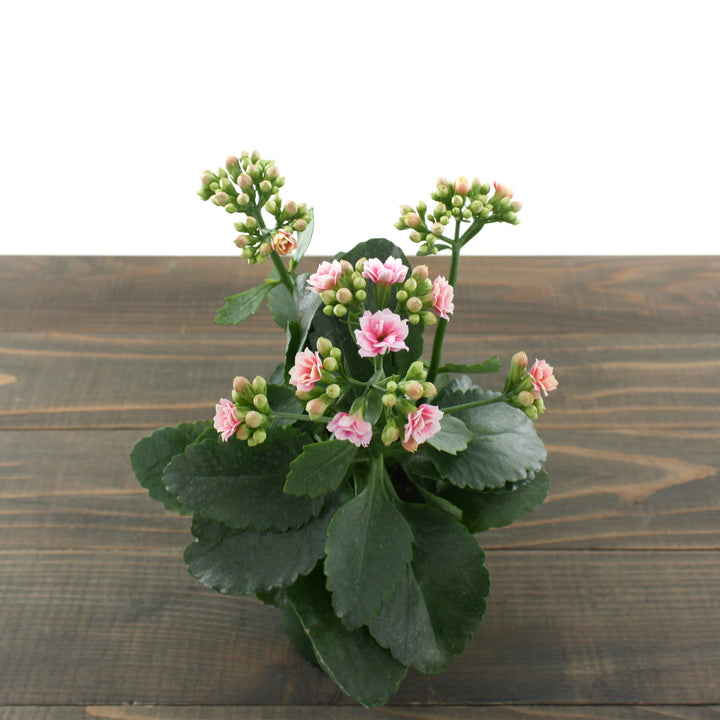 Kalanchoe
