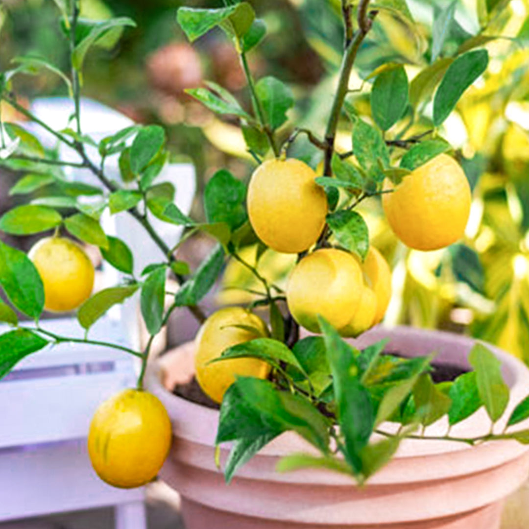 Everde 'Improved Meyer' Meyer's Lemon Tree (Citrus x meyeri), 1 Gallon edible shrub