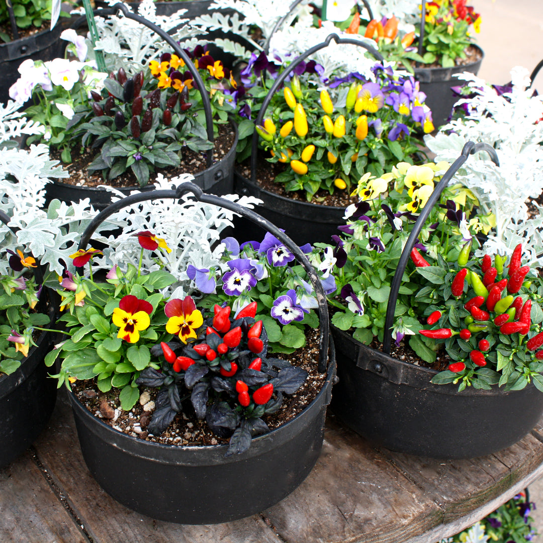 Cauldron Mixed Annuals