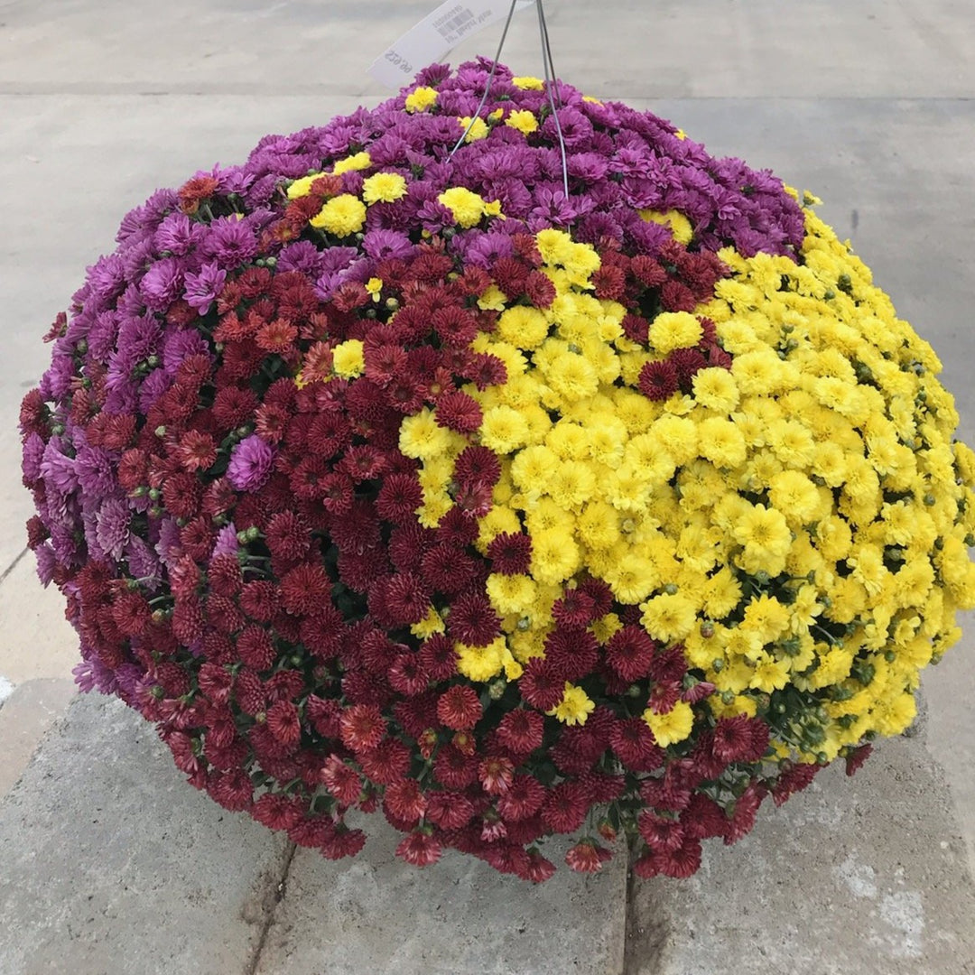 Al's Garden & Home 'Mix' Mums (Chrysanthemum), 10 Inch Hanging Basket annual