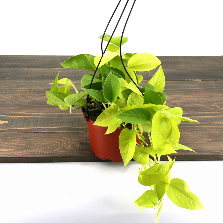 Al's Garden & Home 'Neon' Pothos (Epipremnum aureum), 4 Inch houseplant
