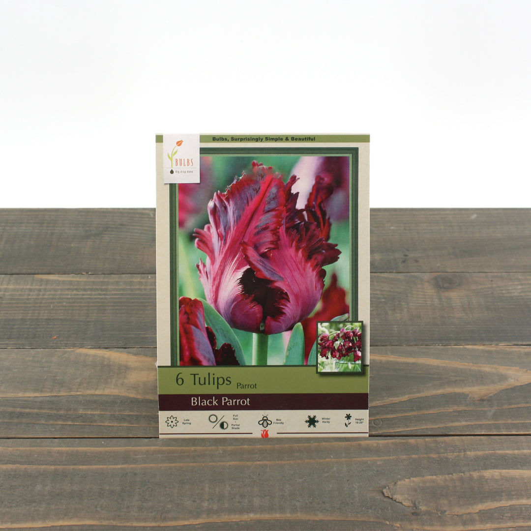 Netherland Bulb 'Black Parrot' Tulips (6/Bag)