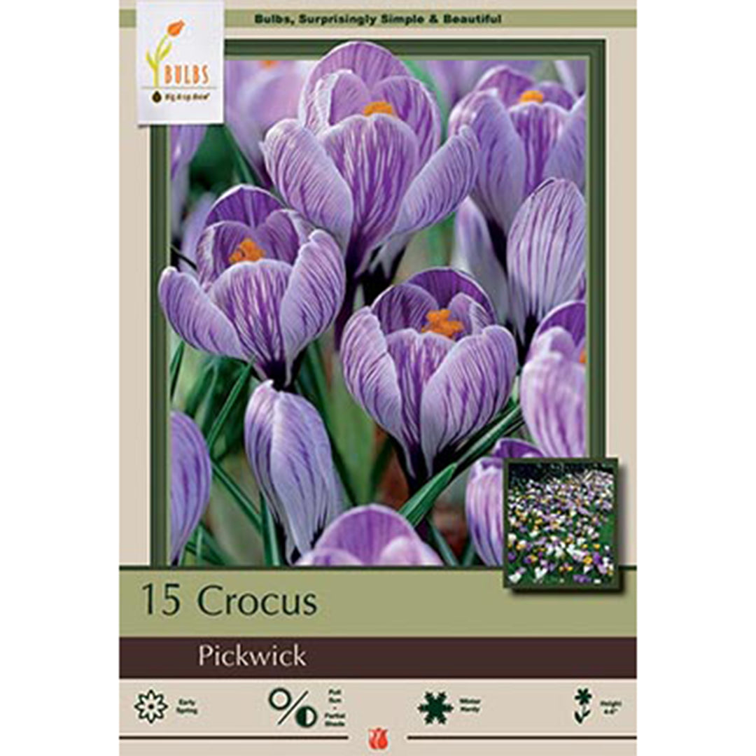Netherland Bulbs - 'Pickwick' Crocus