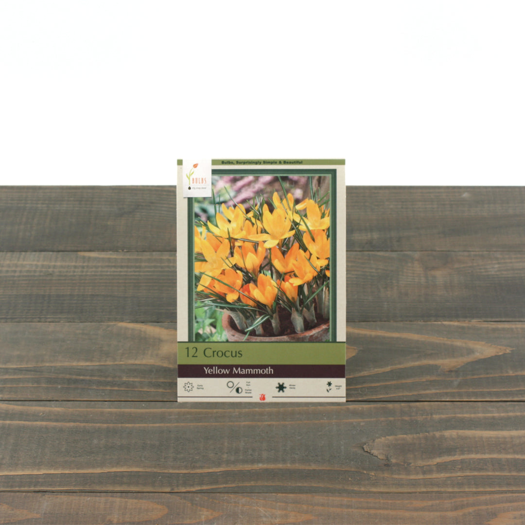 Netherland Bulbs 'Yellow Mammoth' Crocus (12/Bag)