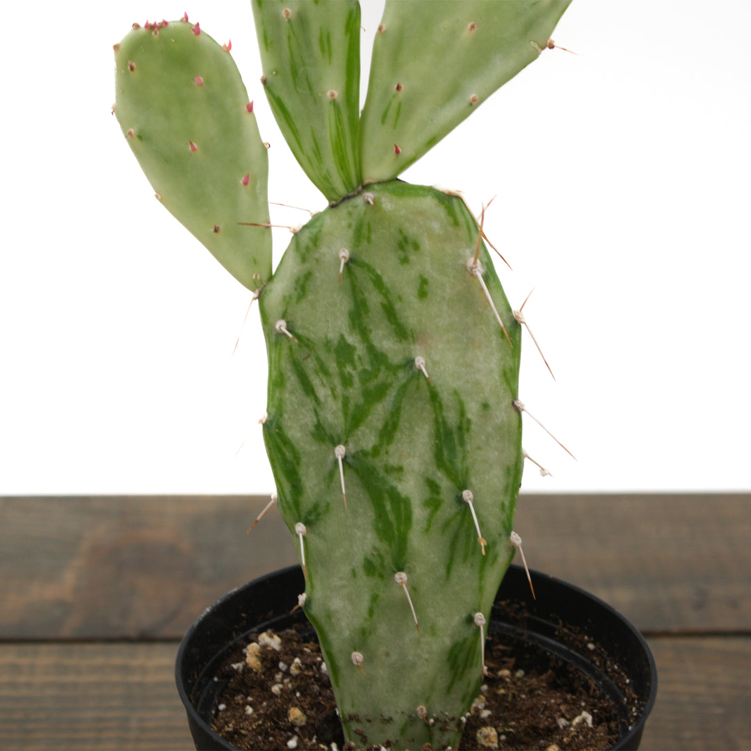 The Good Earth Nursery generic Variegated Joseph's Coat Cactus (Opuntia monacantha variegata), 4 Inch houseplant