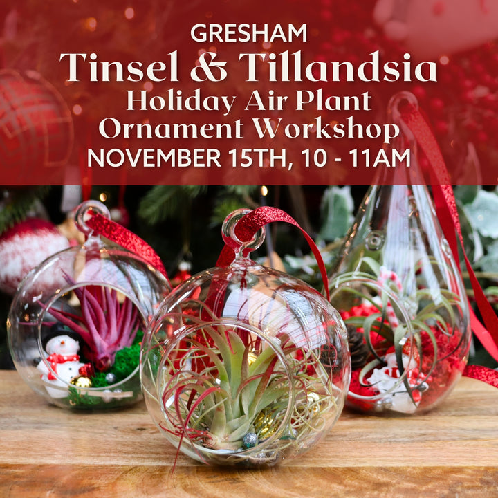 Tinsel & Tillandsia: Holiday Air Plant Ornament Workshop - Gresham