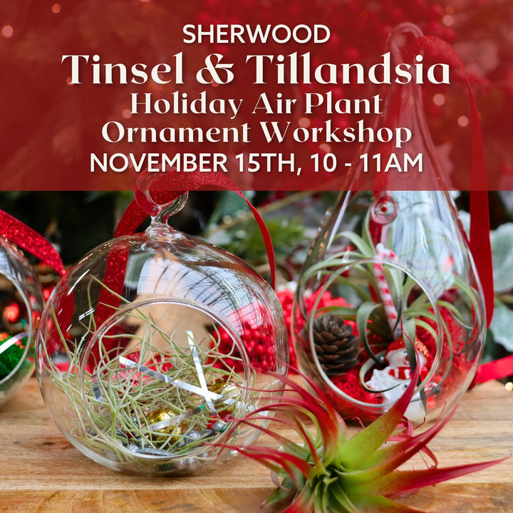 Tinsel & Tillandsia: Holiday Air Plant Ornament Workshop - Sherwood
