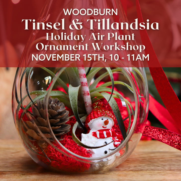 Tinsel & Tillandsia: Holiday Air Plant Ornament Workshop - Woodburn