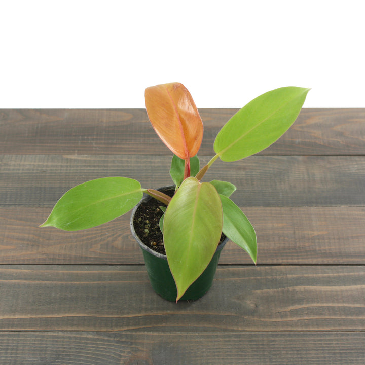 Al's Garden & Home 'Prince of Orange' Blushing Philodendron (Philodendron erubescens), 4 Inch houseplant